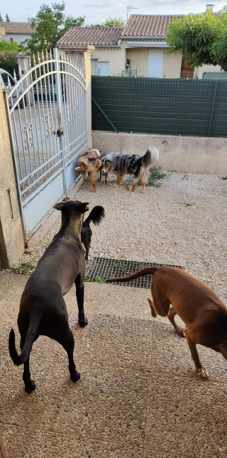 Illustration de l'article : Ils laissaient vivre leur Berger Australien aveugle de 11 ans sur leur balcon dans des conditions inacceptables