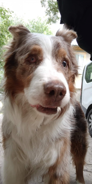 Illustration de l'article : Ils laissaient vivre leur Berger Australien aveugle de 11 ans sur leur balcon dans des conditions inacceptables