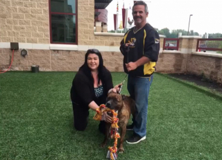 Illustration de l'article : Après plusieurs faux-espoirs, Juice ne cesse de pleurer dans son chenil, attendant désespérément que quelqu’un le remarque (vidéo)