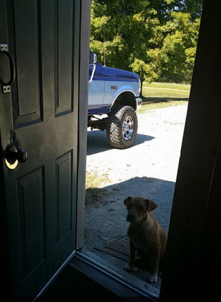 Illustration de l'article : Un enterrement de vie de garçon s’est transformé en une émouvante mission de sauvetage pour une famille de chiens