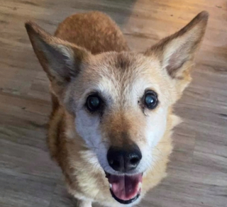 Illustration de l'article : Ce Berger Australien n’a pas perdu l’espoir de trouver une famille malgré 14 ans passés dans un refuge (vidéo)