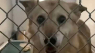 Illustration de l'article : Ce Berger Australien n’a pas perdu l’espoir de trouver une famille malgré 14 ans passés dans un refuge (vidéo)