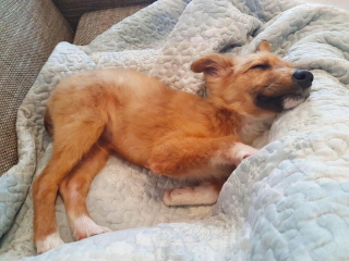 Illustration de l'article : Un chiot errant à la recherche d’attention suit tous ceux qu’il rencontre et tombe un jour sur les bonnes personnes