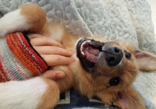 Illustration de l'article : Un chiot errant à la recherche d’attention suit tous ceux qu’il rencontre et tombe un jour sur les bonnes personnes