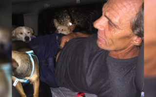 Illustration de l'article : Le périple d'un SDF et ses fidèles compagnons à quatre pattes vers une nouvelle vie