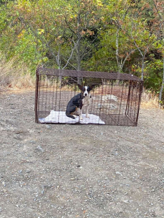 Illustration de l'article : Cette randonneuse découvre une chienne abandonnée et met toutes les chances de son côté pour sauver l’animal 