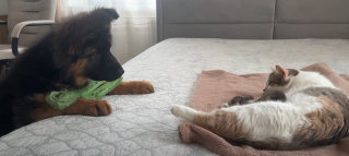 Illustration de l'article : Ce Berger Allemand ne peut contenir sa joie en rencontrant des chatons (vidéo)