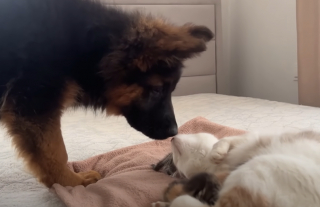 Illustration de l'article : Ce Berger Allemand ne peut contenir sa joie en rencontrant des chatons (vidéo)