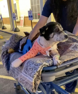 Illustration de l'article : Ce chien a patienté des heures auprès de son compagnon blessé, attendant que quelqu’un arrive enfin pour leur porter secours (vidéo)