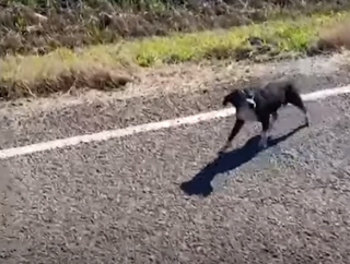 Illustration de l'article : Ce chien a patienté des heures auprès de son compagnon blessé, attendant que quelqu’un arrive enfin pour leur porter secours (vidéo)
