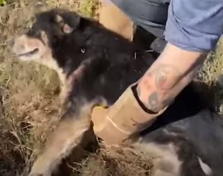 Illustration de l'article : Ce chien a patienté des heures auprès de son compagnon blessé, attendant que quelqu’un arrive enfin pour leur porter secours (vidéo)