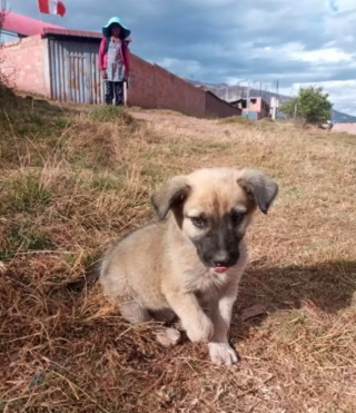 Illustration de l'article : Ce chiot, intimidé et anxieux par son arrivée au refuge, a reçu le plus beau des accueils par les pensionnaires de l’établissement (vidéo)
