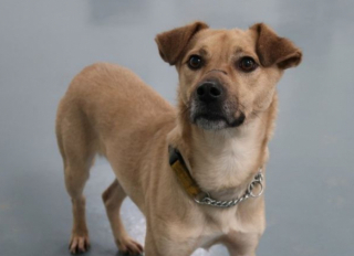 Illustration de l'article : Ce chien, avec une cicatrice sur le museau, attend désespérément depuis plus de 400 jours au refuge de trouver sa famille pour la vie (vidéo)