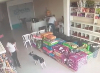 Illustration de l'article : Un chien errant et blessé se rend de lui-même dans une clinique vétérinaire