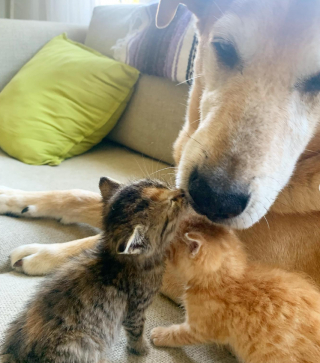 Illustration de l'article : Ce chien, très impliqué dans sa famille d’accueil, a pris soin d’un chaton comme s’il était son propre bébé
