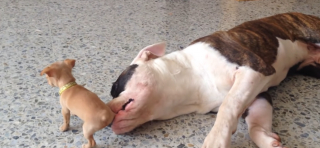 Illustration de l'article : Ce jeune chiot mène la vie dure à cet American Bulldog ! (vidéo)