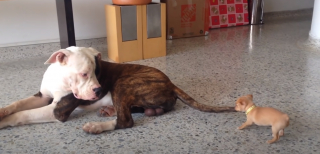 Illustration de l'article : Ce jeune chiot mène la vie dure à cet American Bulldog ! (vidéo)