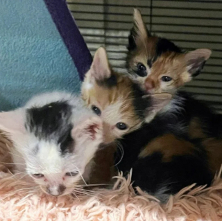 Illustration de l'article : Un chien au grand cœur vient en aide à une fratrie de chatons nouveau-nés