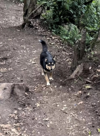 Illustration de l'article : Zorita, le chien qui guide les randonneurs vers le sommet