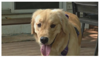 Illustration de l'article : L’étrange mésaventure d’Ehmy, la chienne Golden Retriever, après avoir passé la journée dans une garderie canine