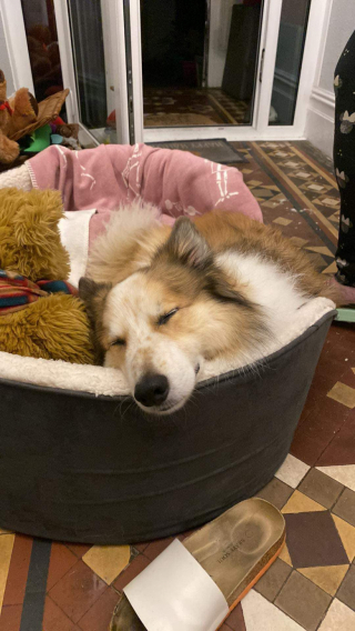 Illustration de l'article : Alors que son chien est victime d’une crise d'épilepsie, son maître doit confier son sort aux mains d’un inconnu