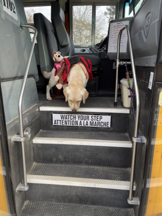 Illustration de l'article : Indie le Labrador et Monkey le singe en peluche sont devenus les meilleurs amis du monde