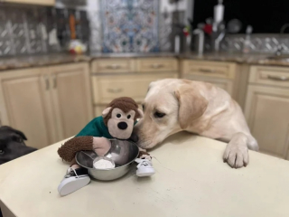 Illustration de l'article : Indie le Labrador et Monkey le singe en peluche sont devenus les meilleurs amis du monde
