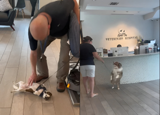 Illustration de l'article : Les touchantes retrouvailles entre des chiens et leurs ma&icirc;tres compil&eacute;es en vid&eacute;o par une pension canine (vid&eacute;o)