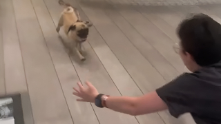 Illustration de l'article : Les touchantes retrouvailles entre des chiens et leurs ma&icirc;tres compil&eacute;es en vid&eacute;o par une pension canine (vid&eacute;o)