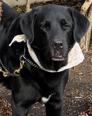 Illustration de l'article : Ce chien-guide devait aider sa ma&icirc;tresse aveugle &agrave; retrouver sa m&egrave;re, mais il avait un tout autre plan en t&ecirc;te