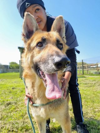 Illustration de l'article : L’impressionnant rétablissement de Courage, un chien enterré vivant sous le sable