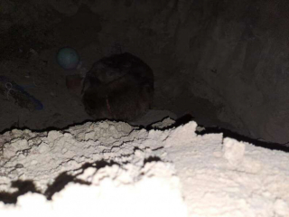 Illustration de l'article : L’impressionnant rétablissement de Courage, un chien enterré vivant sous le sable