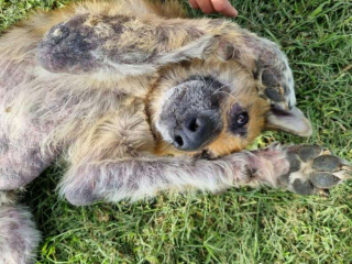 Illustration de l'article : L’impressionnant rétablissement de Courage, un chien enterré vivant sous le sable