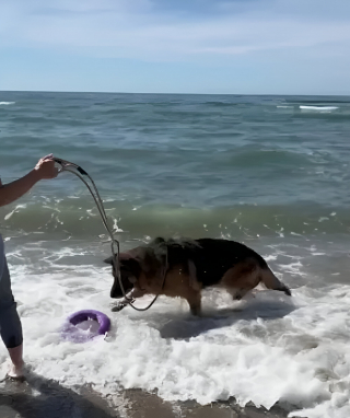 Illustration de l'article : Grâce à une bénévole bienveillante, ce Berger Allemand sénior profite d’une magnifique sortie récréative sur la plage (vidéo)