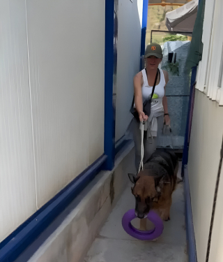 Illustration de l'article : Grâce à une bénévole bienveillante, ce Berger Allemand sénior profite d’une magnifique sortie récréative sur la plage (vidéo)