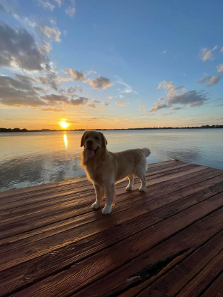 Illustration de l'article : Ce chien serviable sait se rendre utile lorsque ses maîtres rentrent des courses (vidéo)
