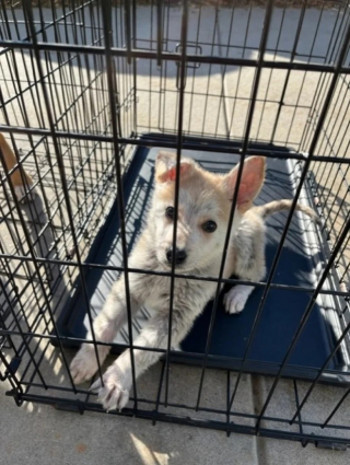 Illustration de l'article : Le personnel d’un refuge découvre 2 chiens en cage abandonnés devant l’entrée, accompagnés d’une lettre