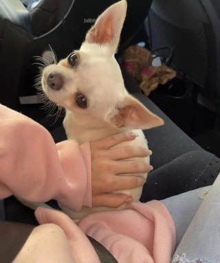 Illustration de l'article : Après un mois de disparition, elle retrouve son chien à 800km de chez elle