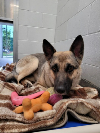 Illustration de l'article : La revanche sur la vie de Lucy, Berger Allemand au triste passé, grâce à l’aide de bénévoles bienveillants (vidéo)
