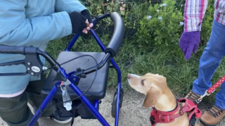 Illustration de l'article : Les adieux émouvants d’une trentaine de chiens pour une octogénaire, affectueusement surnommée la « dame aux friandises »