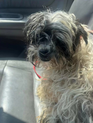 Illustration de l'article : Longtemps négligée, cette petite chienne errante au pelage sale et emmêlé bénéficie d’un incroyable relooking