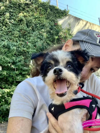 Illustration de l'article : Longtemps négligée, cette petite chienne errante au pelage sale et emmêlé bénéficie d’un incroyable relooking