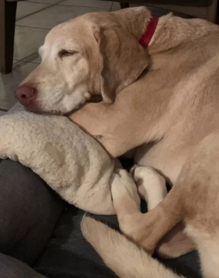 Illustration de l'article : Cet homme a créé un monde virtuel pour y partager de précieux instants avec sa chienne décédée (vidéo)