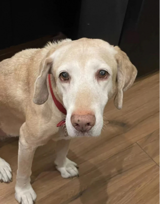 Illustration de l'article : Cet homme a créé un monde virtuel pour y partager de précieux instants avec sa chienne décédée (vidéo)