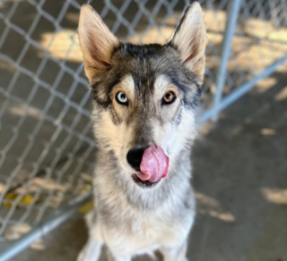 Illustration de l'article : Rory, une chienne de refuge au passé difficile, saute de joie en recevant son premier jouet