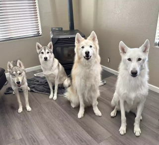 Illustration de l'article : Rory, une chienne de refuge au passé difficile, saute de joie en recevant son premier jouet