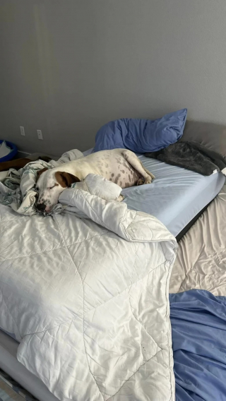 Illustration de l'article : Une b&eacute;n&eacute;vole au grand coeur accueille une chienne enceinte et d&eacute;couvre une port&eacute;e impressionnante