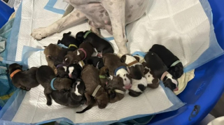 Illustration de l'article : Une b&eacute;n&eacute;vole au grand coeur accueille une chienne enceinte et d&eacute;couvre une port&eacute;e impressionnante