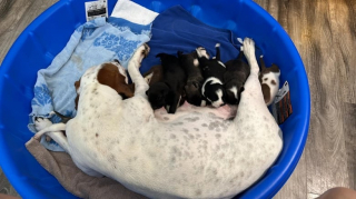 Illustration de l'article : Une b&eacute;n&eacute;vole au grand coeur accueille une chienne enceinte et d&eacute;couvre une port&eacute;e impressionnante