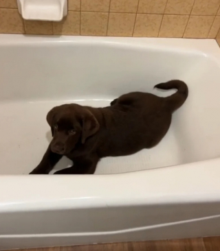 Illustration de l'article : Faites connaissance avec Gus, le chiot Labrador Retriever qui n’en n’a jamais assez des joies du bain (vidéo)